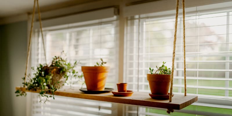 Suspendre des plantes