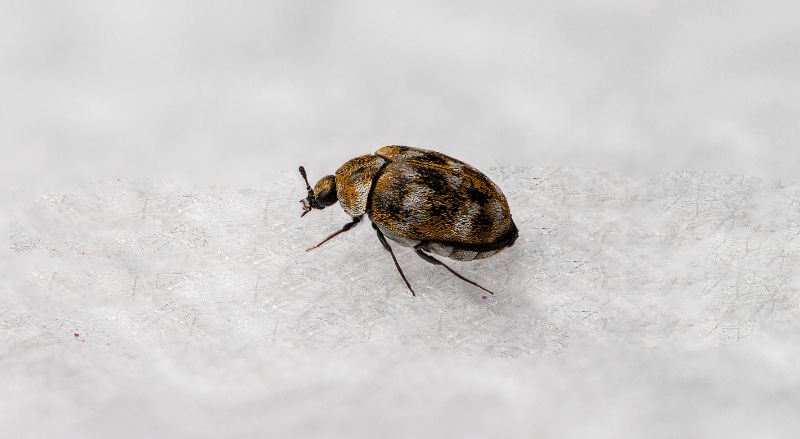 anthrène sur un textile