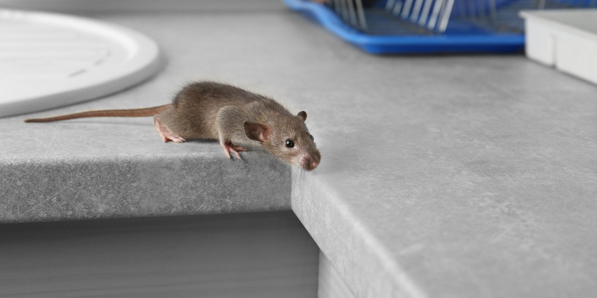 souris sur le plan de travail d'une cuisine