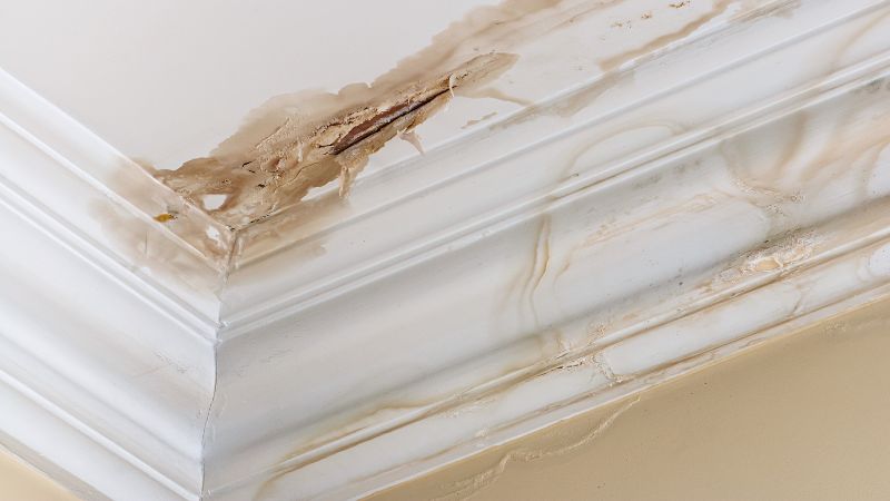 degat des eaux avec large aureole brune sur un plafond avec moulures