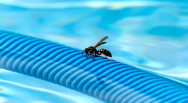 guêpe posée sur le tuyau d'une piscine