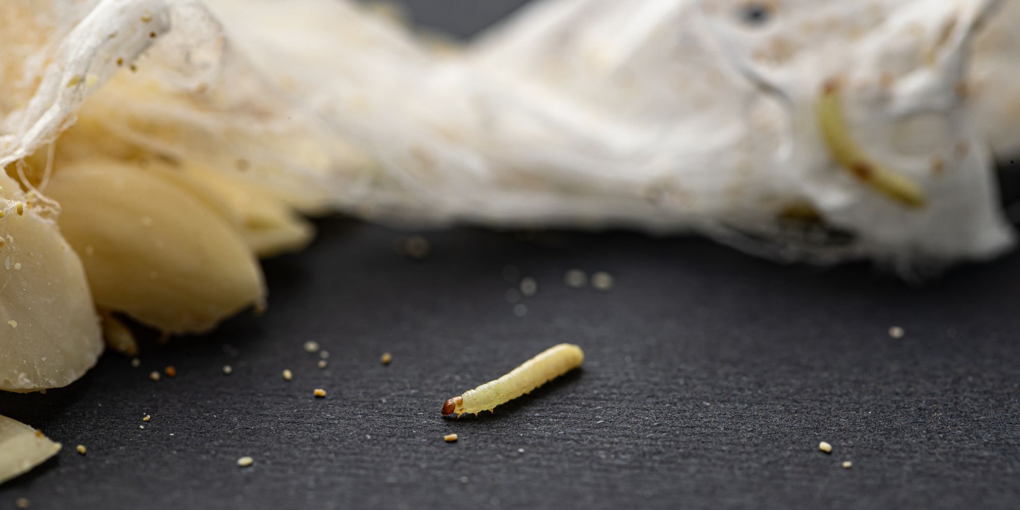 asticots dans une poubelle