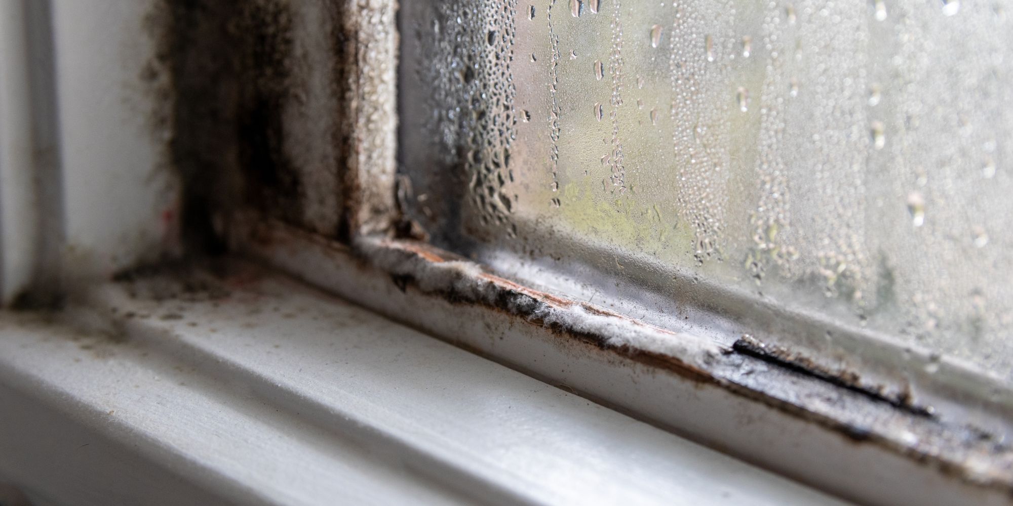 moisissure sur une fenêtre en bois 