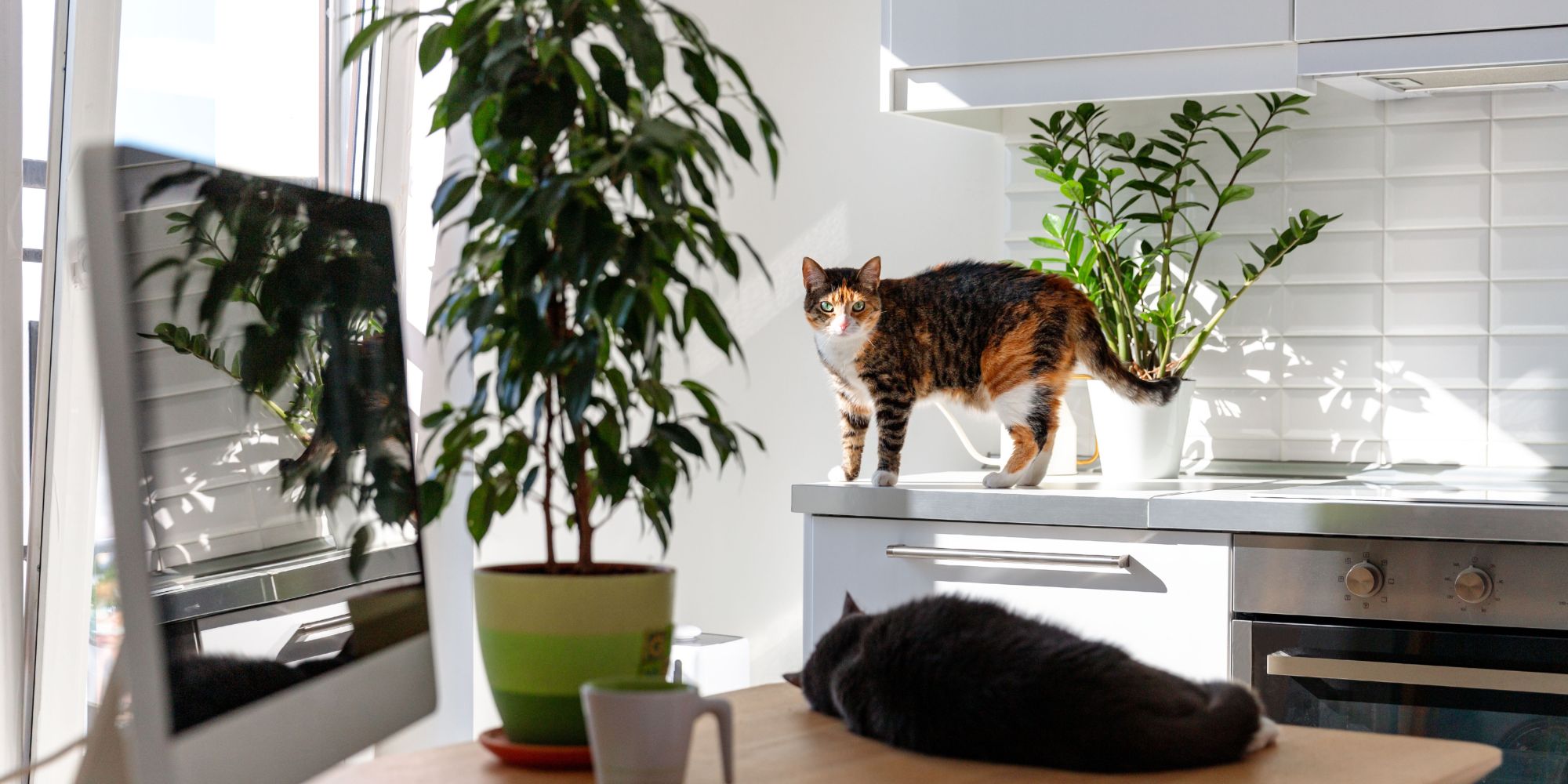 Chat sur un meuble de cuisine dans un appartement