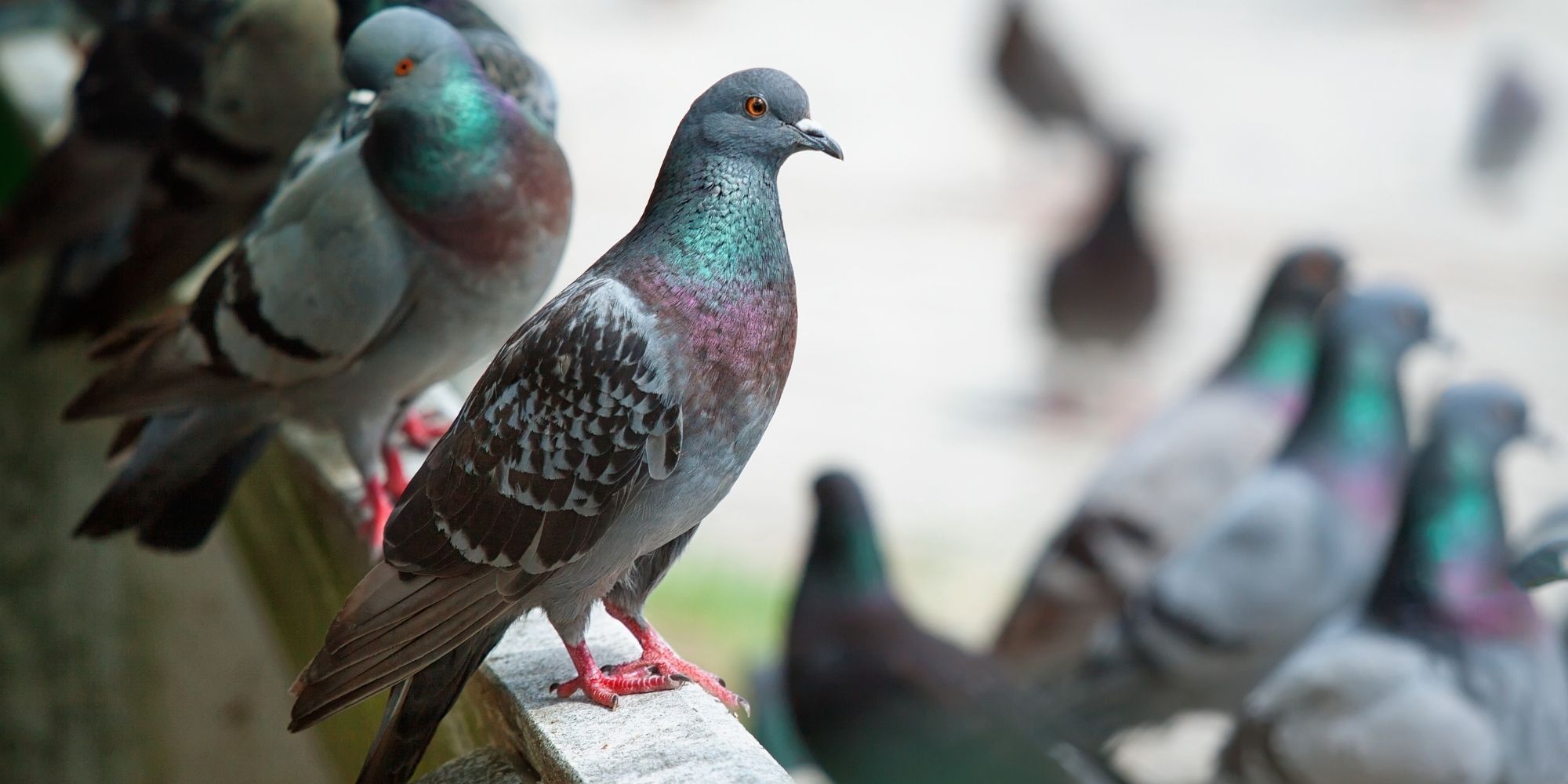 pigeons en ville sur un balcon