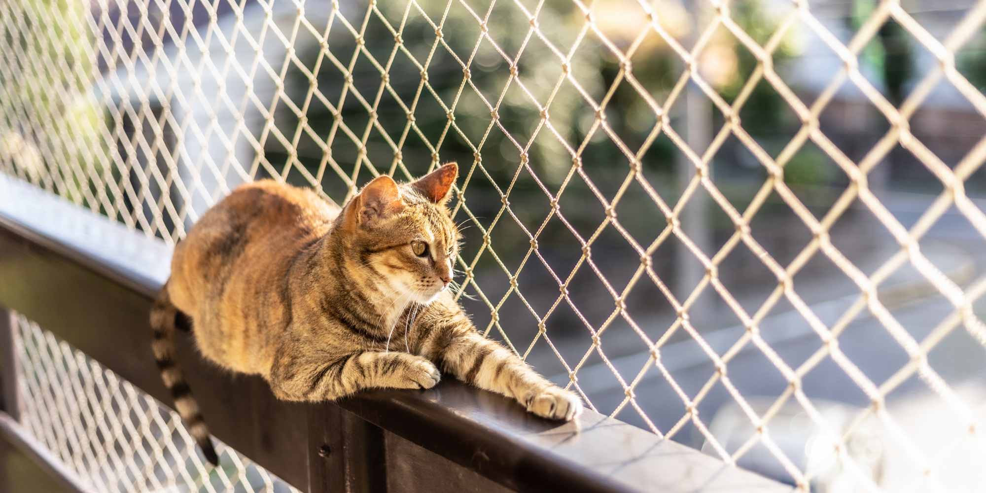 fenêtre sécurisée pour chat
