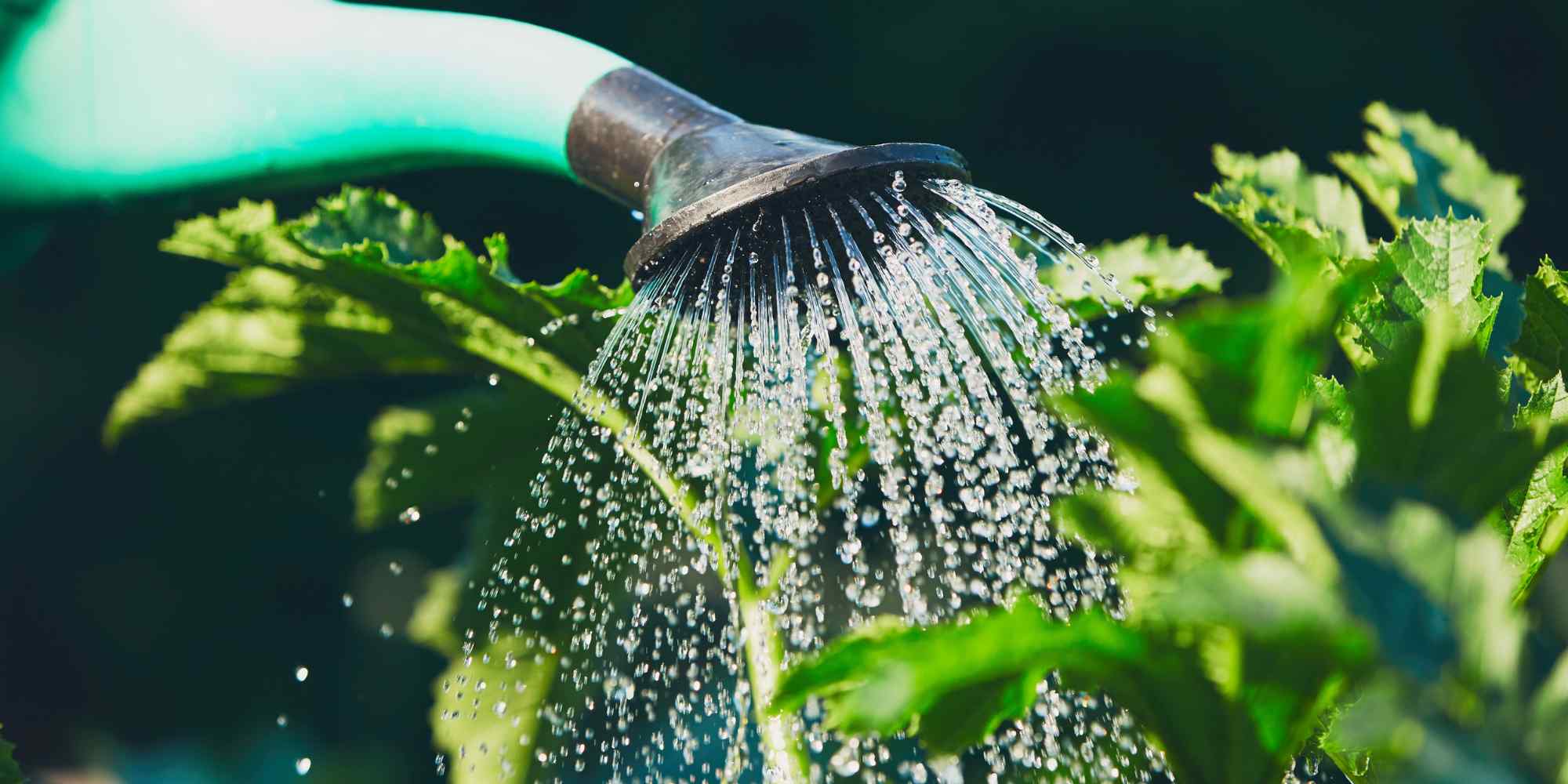 arrosage plantes avec eaux grises