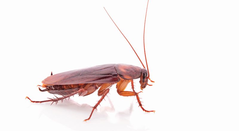 blatte vu de pres