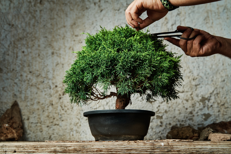 taille d'un bonsai déco asiatique