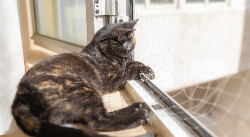 filet fenêtre pour chat