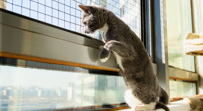 grillage fenêtre pour chat
