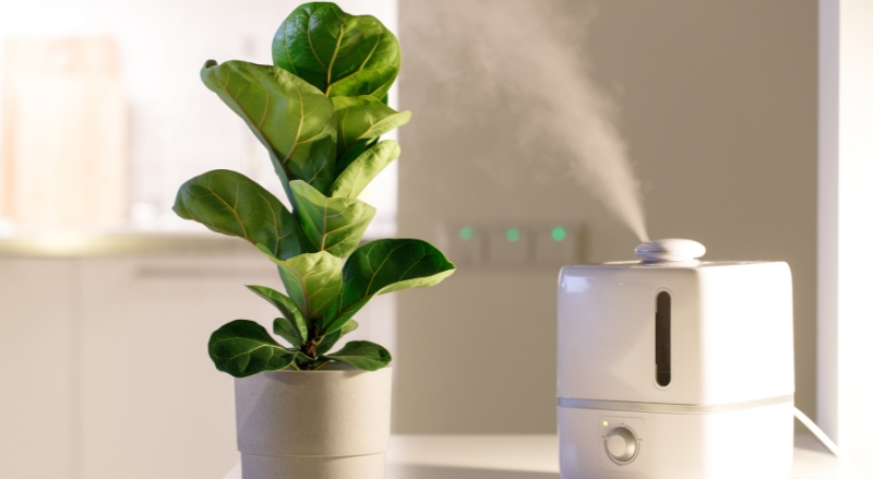 humidificateur et plantes vertes