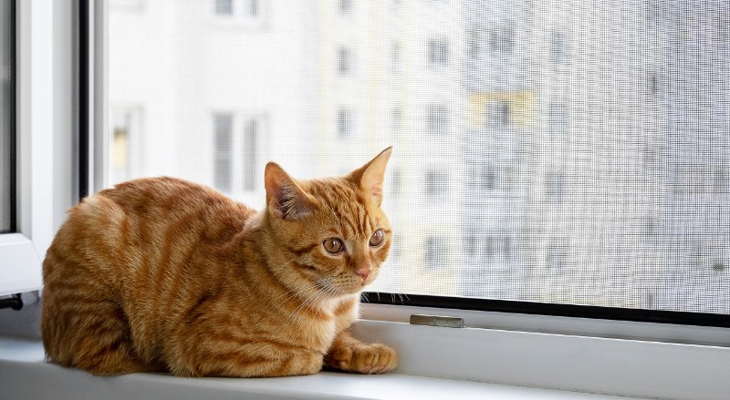 moustiquaire chat