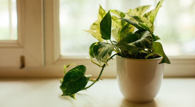 pothos sur une table